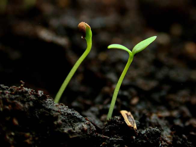 sprouts