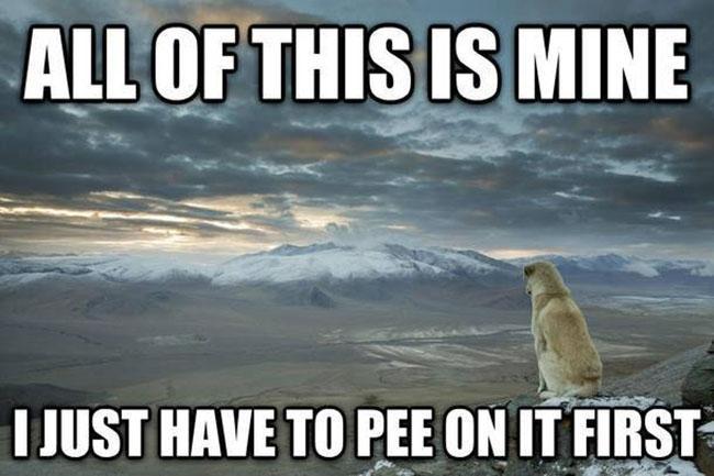 pee-on-it-first-dog